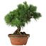 Pinus parviflora, 26 cm, ± 20 jaar oud