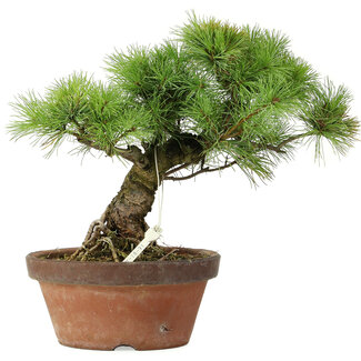 Pinus parviflora, 27 cm, ± 20 anni