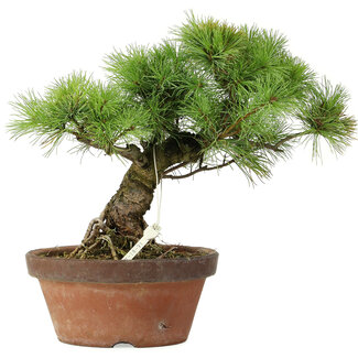 Pinus parviflora, 27 cm, ± 20 Jahre alt