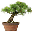 Pinus parviflora, 27 cm, ± 20 jaar oud
