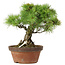 Pinus parviflora, 27 cm, ± 20 jaar oud