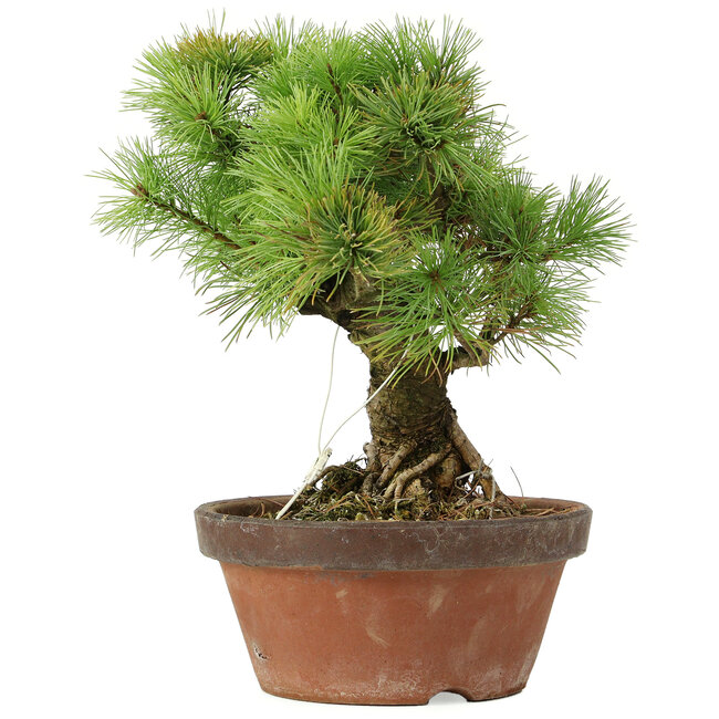 Pinus parviflora, 27 cm, ± 20 anni