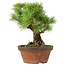 Pinus parviflora, 27 cm, ± 20 jaar oud