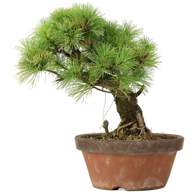 Pinus parviflora, 27 cm, ± 20 anni