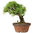 Pinus parviflora, 27 cm, ± 20 ans