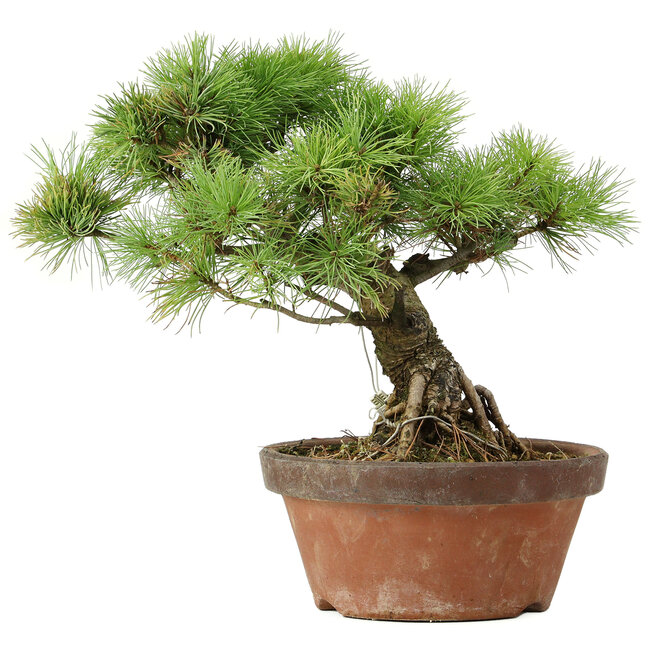 Pinus parviflora, 27 cm, ± 20 anni