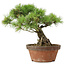 Pinus parviflora, 27 cm, ± 20 Jahre alt