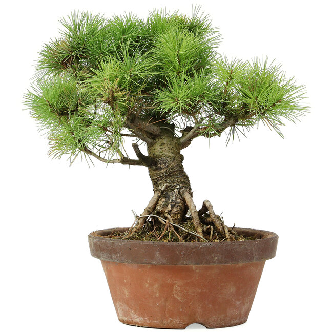 Pinus parviflora, 27 cm, ± 20 ans