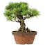 Pinus parviflora, 27 cm, ± 20 Jahre alt