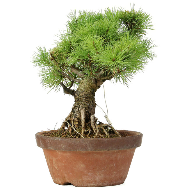 Pinus parviflora, 27 cm, ± 20 Jahre alt
