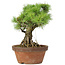 Pinus parviflora, 27 cm, ± 20 Jahre alt