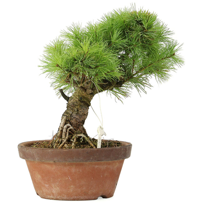 Pinus parviflora, 27 cm, ± 20 ans
