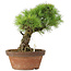 Pinus parviflora, 27 cm, ± 20 Jahre alt
