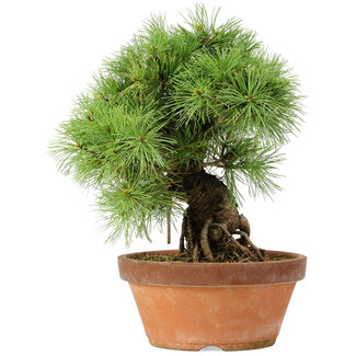 Pinus parviflora, 28 cm, ± 20 anni