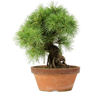 Pinus parviflora, 28 cm, ± 20 años
