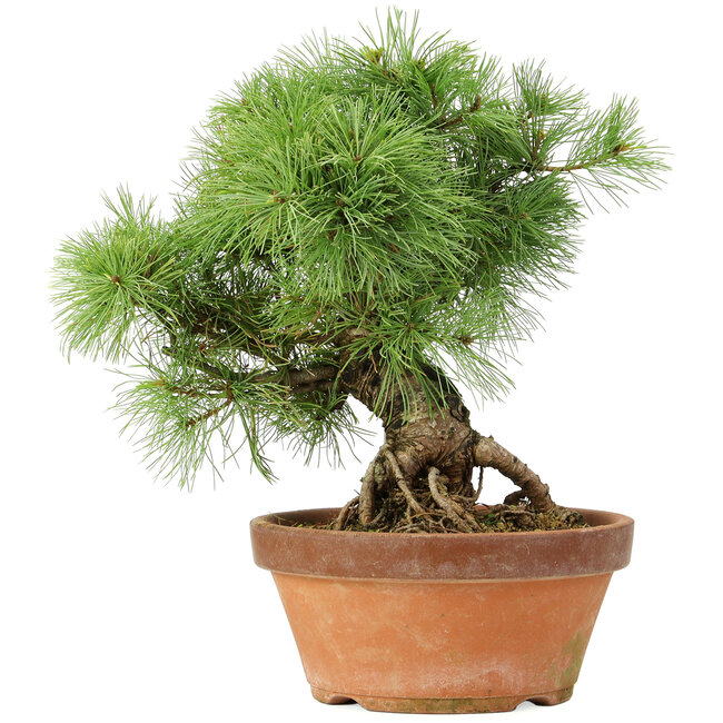 Pinus parviflora, 28 cm, ± 20 jaar oud