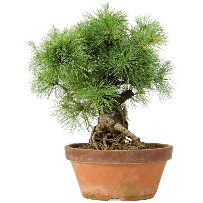 Pinus parviflora, 28 cm, ± 20 jaar oud