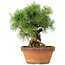 Pinus parviflora, 28 cm, ± 20 Jahre alt