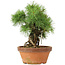 Pinus parviflora, 28 cm, ± 20 ans