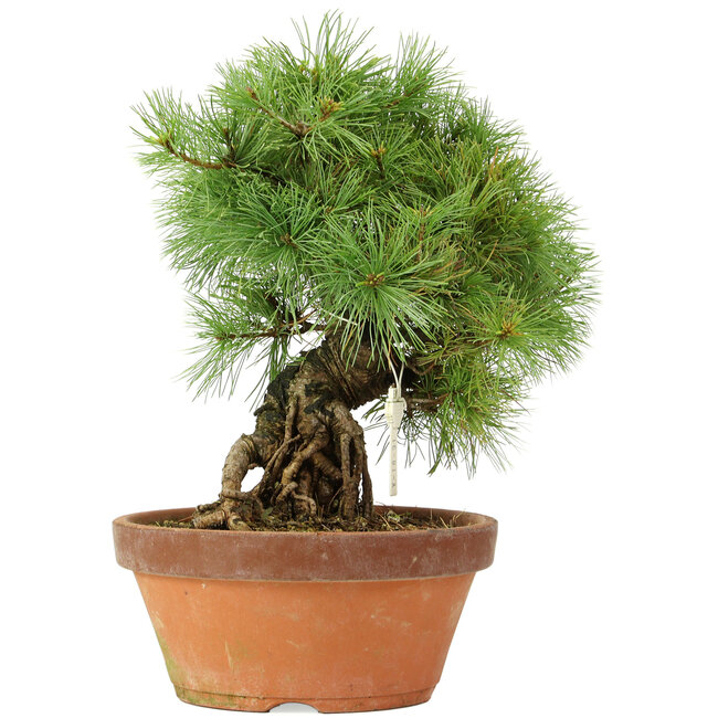 Pinus parviflora, 28 cm, ± 20 Jahre alt