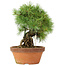 Pinus parviflora, 28 cm, ± 20 years old