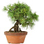 Pinus parviflora, 28 cm, ± 20 jaar oud