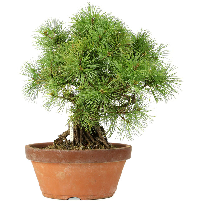 Pinus parviflora, 28 cm, ± 20 ans