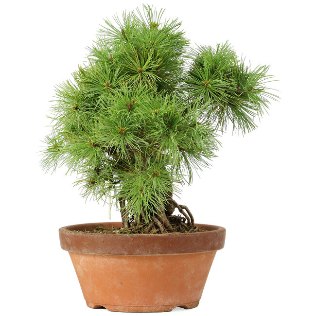 Pinus parviflora, 28 cm, ± 20 Jahre alt