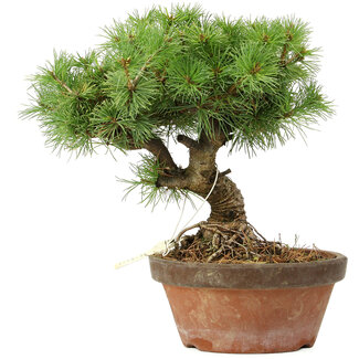 Pinus parviflora, 23 cm, ± 20 jaar oud