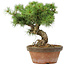 Pinus parviflora, 23 cm, ± 20 jaar oud