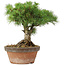 Pinus parviflora, 23 cm, ± 20 jaar oud