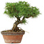 Pinus parviflora, 23 cm, ± 20 ans