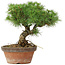 Pinus parviflora, 23 cm, ± 20 jaar oud