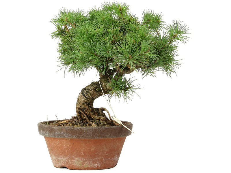 Pinus parviflora, 23 cm, ± 20 jaar oud
