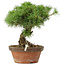 Pinus parviflora, 23 cm, ± 20 años