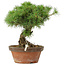 Pinus parviflora, 23 cm, ± 20 jaar oud