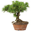 Pinus parviflora, 23 cm, ± 20 jaar oud