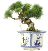 Pinus parviflora, 24 cm, ± 20 jaar oud