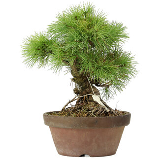 Pinus parviflora, 25 cm, ± 20 jaar oud