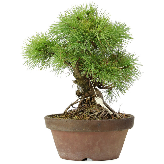 Pinus parviflora, 25 cm, ± 20 jaar oud