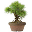 Pinus parviflora, 25 cm, ± 20 ans