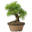 Pinus parviflora, 25 cm, ± 20 jaar oud