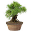 Pinus parviflora, 25 cm, ± 20 jaar oud