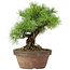 Pinus parviflora, 25 cm, ± 20 jaar oud