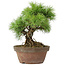 Pinus parviflora, 25 cm, ± 20 jaar oud