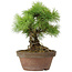 Pinus parviflora, 25 cm, ± 20 ans