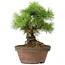 Pinus parviflora, 25 cm, ± 20 jaar oud