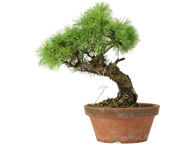 Pinus parviflora, 29 cm, ± 20 jaar oud