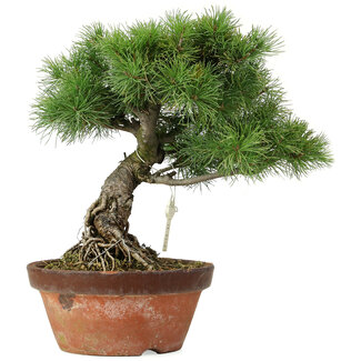 Pinus parviflora, 30 cm, ± 20 jaar oud