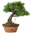 Pinus parviflora, 30 cm, ± 20 years old